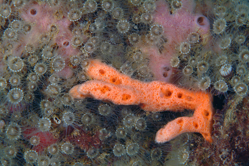 Epizoanthus arenaceus